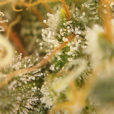 Tangie Feminized growlog timeline photo