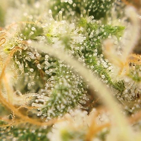Tangie Feminized growlog timeline photo