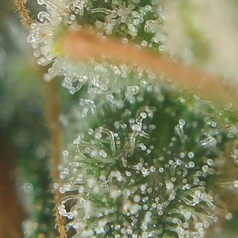 Tangie Feminized growlog timeline photo
