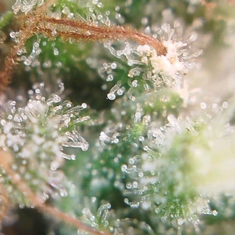 Tangie Feminized growlog timeline photo