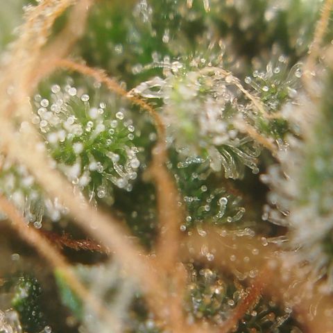 Tangie Feminized growlog timeline photo
