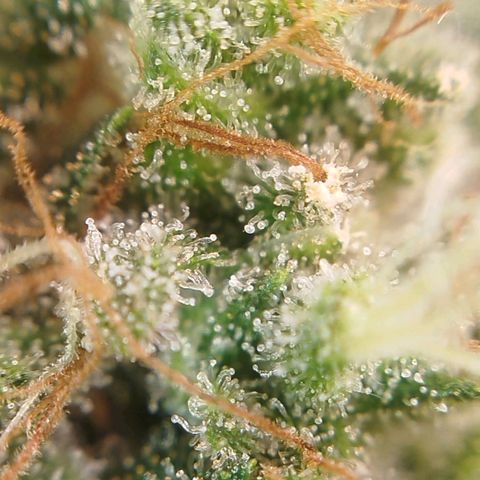 Tangie Feminized growlog timeline photo