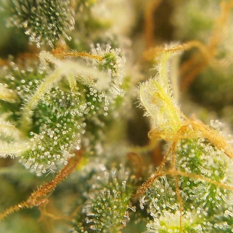 Tangie Feminized growlog timeline photo