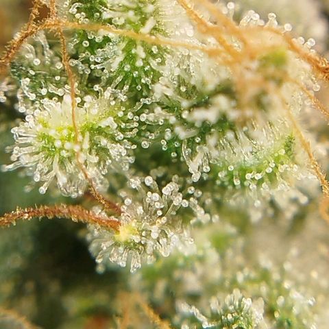 Tangie Feminized growlog timeline photo