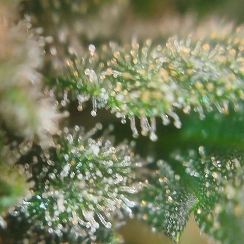 Tangie Feminized growlog timeline photo