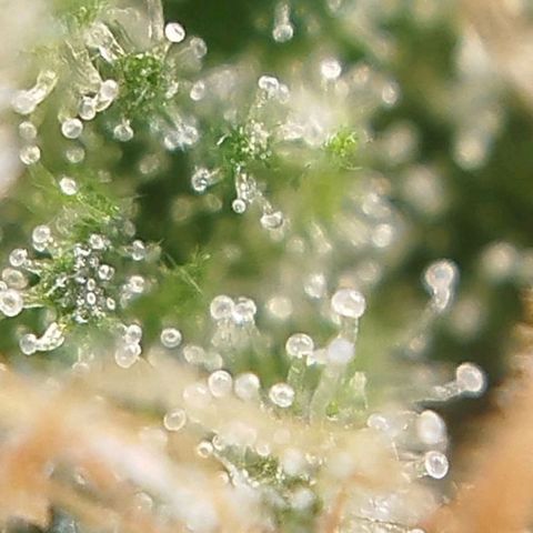 Tangie Feminized growlog timeline photo