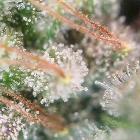 Tangie Feminized growlog timeline photo