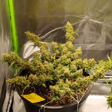 Tangie Feminized growlog timeline photo