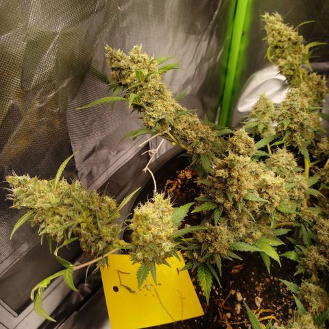Tangie Feminized growlog timeline photo