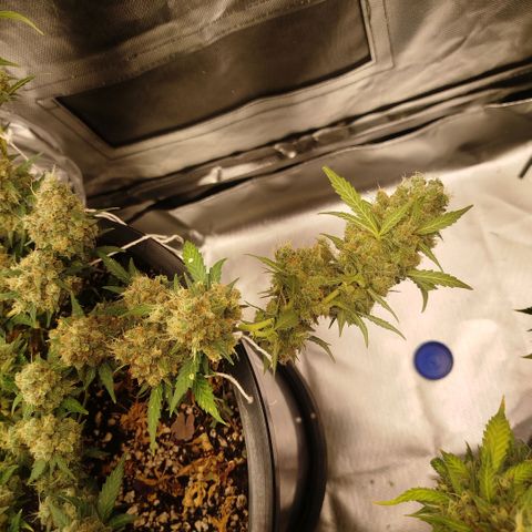 Tangie Feminized growlog timeline photo