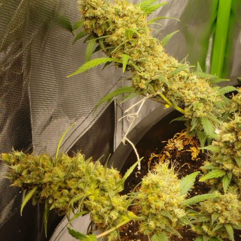 Tangie Feminized growlog timeline photo