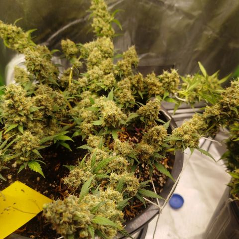 Tangie Feminized growlog timeline photo