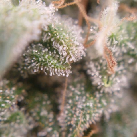 Tangie Feminized growlog timeline photo