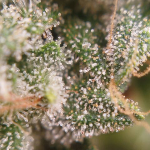 Tangie Feminized growlog timeline photo