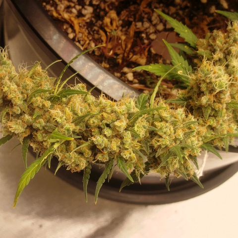 Tangie Feminized growlog timeline photo