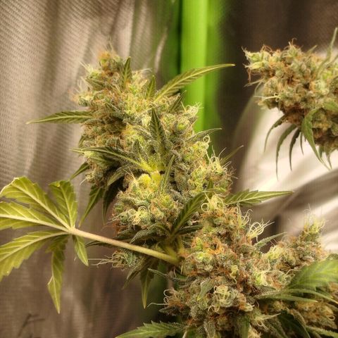 Tangie Feminized growlog timeline photo