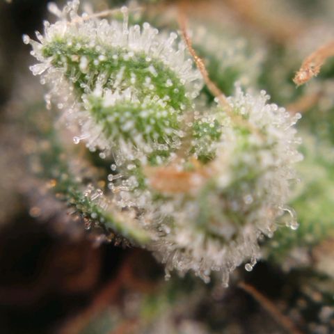 Tangie Feminized growlog timeline photo