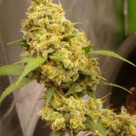 Tangie Feminized growlog timeline photo