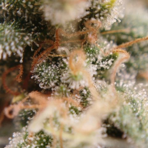 Tangie Feminized growlog timeline photo