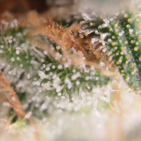 Tangie Feminized growlog timeline photo