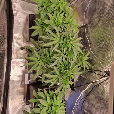 1. Mimosa x Orange Punch 2. The Keeper 3. Rs11xHollywood growlog timeline photo