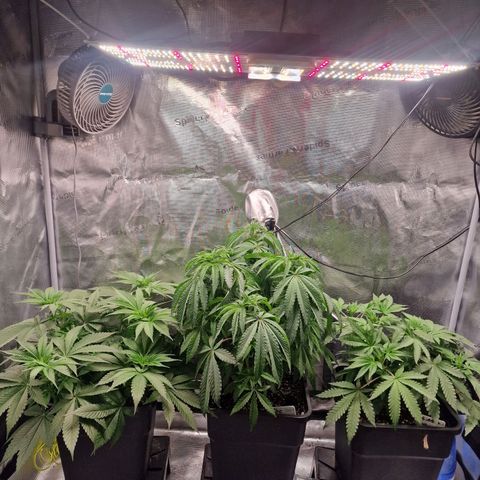 1. Mimosa x Orange Punch 2. The Keeper 3. Rs11xHollywood growlog timeline photo