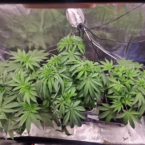 1. Mimosa x Orange Punch 2. The Keeper 3. Rs11xHollywood growlog timeline photo