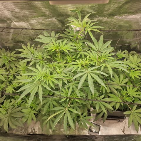 1. Mimosa x Orange Punch 2. The Keeper 3. Rs11xHollywood growlog timeline photo