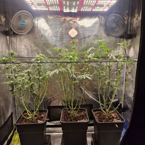 1. Mimosa x Orange Punch 2. The Keeper 3. Rs11xHollywood growlog timeline photo