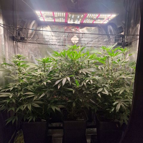 1. Mimosa x Orange Punch 2. The Keeper 3. Rs11xHollywood growlog timeline photo