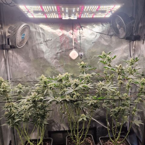 1. Mimosa x Orange Punch 2. The Keeper 3. Rs11xHollywood growlog timeline photo