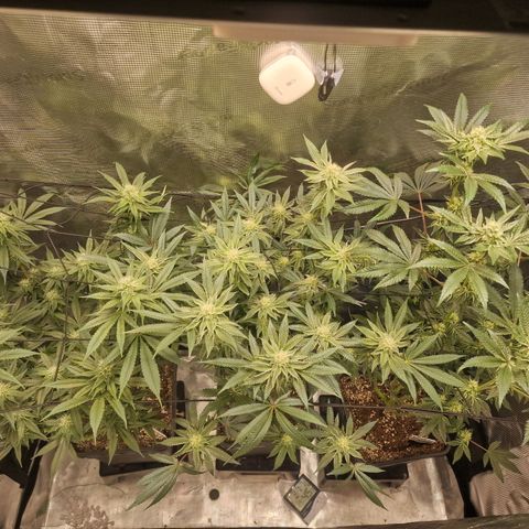 1. Mimosa x Orange Punch 2. The Keeper 3. Rs11xHollywood growlog timeline photo
