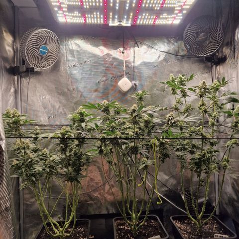 1. Mimosa x Orange Punch 2. The Keeper 3. Rs11xHollywood growlog timeline photo