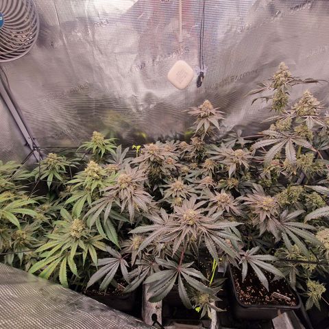 1. Mimosa x Orange Punch 2. The Keeper 3. Rs11xHollywood growlog timeline photo