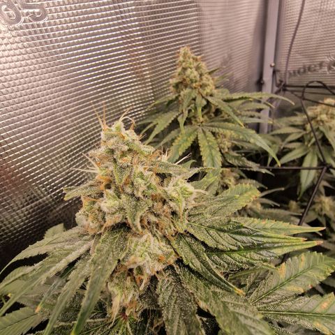1. Mimosa x Orange Punch 2. The Keeper 3. Rs11xHollywood growlog timeline photo