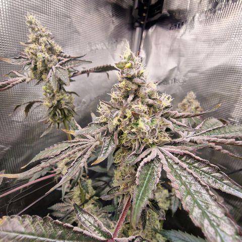 1. Mimosa x Orange Punch 2. The Keeper 3. Rs11xHollywood growlog timeline photo
