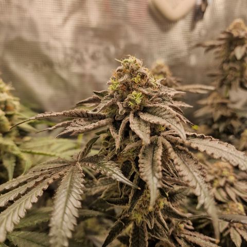 1. Mimosa x Orange Punch 2. The Keeper 3. Rs11xHollywood growlog timeline photo