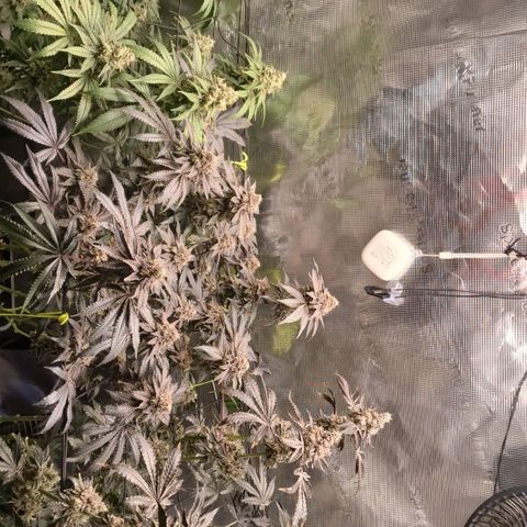 1. Mimosa x Orange Punch 2. The Keeper 3. Rs11xHollywood growlog timeline photo