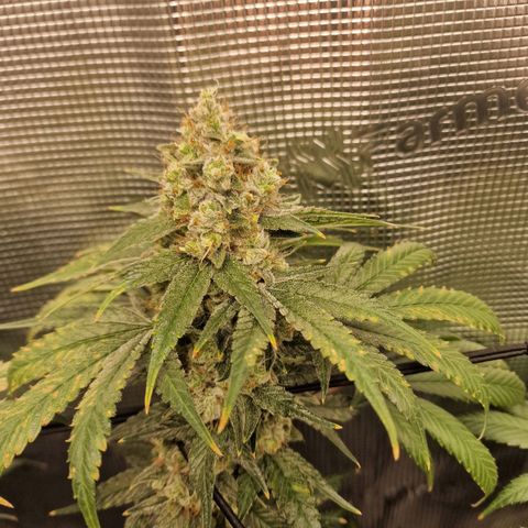 1. Mimosa x Orange Punch 2. The Keeper 3. Rs11xHollywood growlog timeline photo