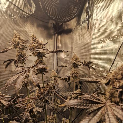 1. Mimosa x Orange Punch 2. The Keeper 3. Rs11xHollywood growlog timeline photo
