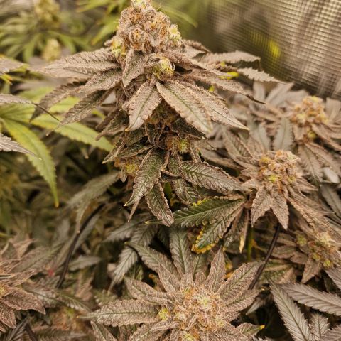 1. Mimosa x Orange Punch 2. The Keeper 3. Rs11xHollywood growlog timeline photo