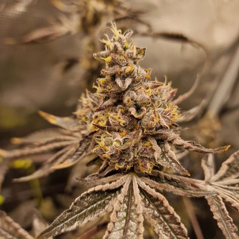 1. Mimosa x Orange Punch 2. The Keeper 3. Rs11xHollywood growlog timeline photo