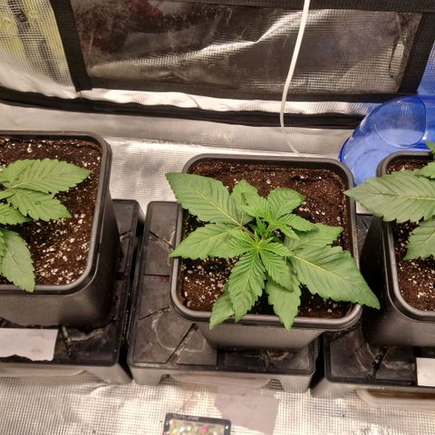 1. Mimosa x Orange Punch 2. The Keeper 3. Rs11xHollywood growlog timeline photo