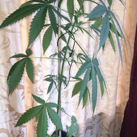 Jamaican High Grade #1 growlog timeline photo