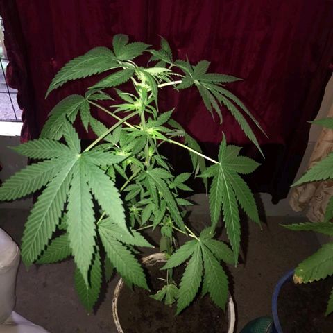 Jamaican High Grade #1 growlog timeline photo