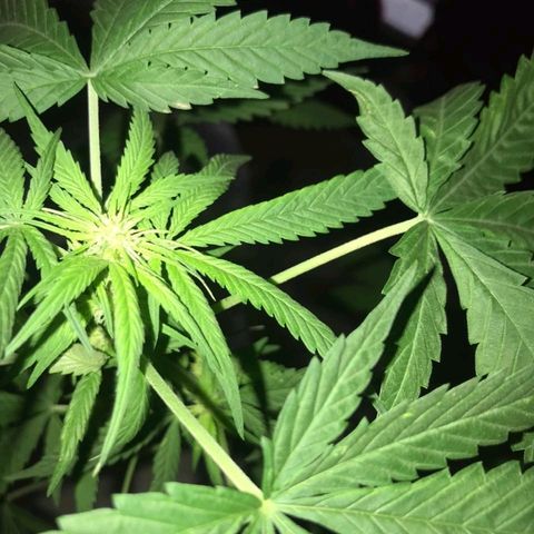 Jamaican High Grade #1 growlog timeline photo