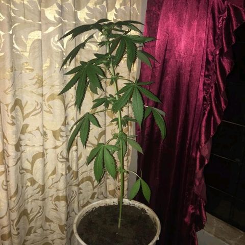 Jamaican High Grade #1 growlog timeline photo