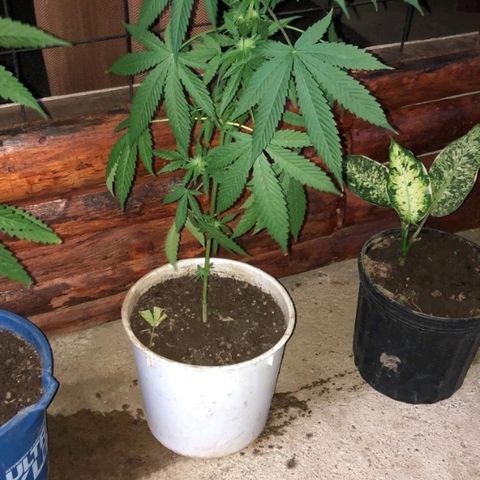 Jamaican High Grade #1 growlog timeline photo