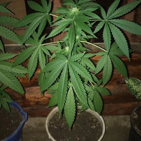 Jamaican High Grade #1 growlog timeline photo