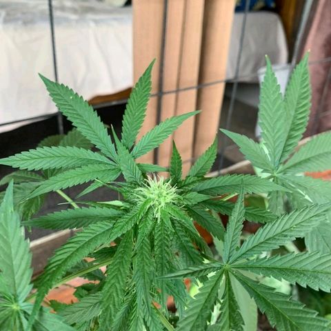 Jamaican High Grade #1 growlog timeline photo
